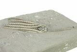 Fossil Crinoid (Histocrinus) - Crawfordsville, Indiana #325651-2
